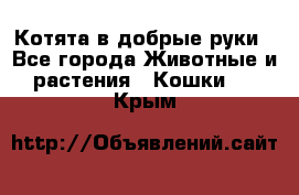 Котята в добрые руки - Все города Животные и растения » Кошки   . Крым